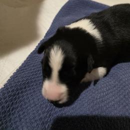Douglas - Black and white male Border Collie puppy in Chino Valley, Arizona from Dog Pond Border Collies