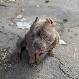 French Bulldog puppies from Upstate Champion Kennels