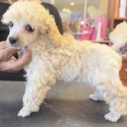 Poodle Puppies from Mishel St James