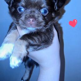 Dash a Girl - Chocolate and tan female Chihuahua puppy in Jeffersonville, Indiana from The Joyful World of Chihuahuas