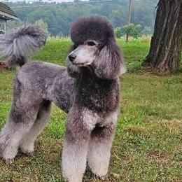 Poodles from Melinda Hammond