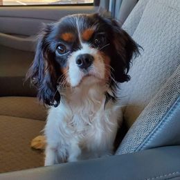 Cavalier King Charles Spaniel Puppies from Liberty Acres Kennels