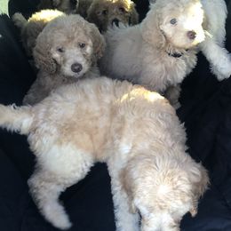 Goldendoodles from Blissful Goldendoodles