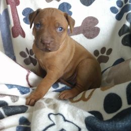 Ginger - Lt whtn brn nose female Rhodesian Ridgeback puppy in Carney, Oklahoma from River Run Parson Russell terriers & River Run Ridgebacks