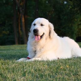 Golden Retriever Puppies from Red Hive Golden Retrievers