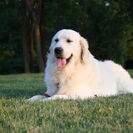 Golden Retriever Puppies from Red Hive Golden Retrievers