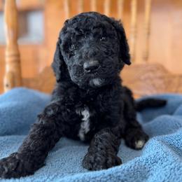 Water - Black male Poodle puppy in St. Johnsbury, Vermont from Poodles of the Northern Woods