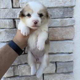 Kaia (Financing Available) - Fawn merle female American Corgi puppy in Inverness, Florida from Canaan Farm Corgis