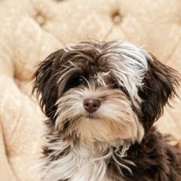 Havanese, Havapoos, and Poodles from SweetasChocolateHavanese