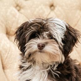 Havanese, Havapoos, and Poodles from SweetasChocolateHavanese