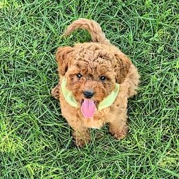 Sammy - Red male Cavapoo puppy in Blackfoot, Idaho from Rocky Desert Goldens and Cavaliers
