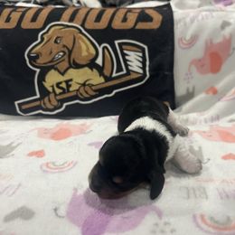 Glinda - Piebald female Dachshund puppy in Wesley Chapel, Florida from Russell Lee Overton