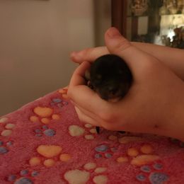 Boy 1 - Yorkshire Terrier puppy from Happy Tails Farms