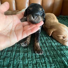 Ivy - Phantom female Goldendoodle puppy in Ottawa, Ohio from Simply Beautiful Goldendoodles