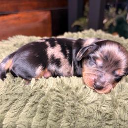 Sparrow - Dapple male Dachshund puppy in Washburn, Tennessee from Clinch Mountain Dachshunds