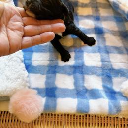 Shadow - Black male Cockapoo puppy in Brownsboro, Texas from Fresh Mojo Farms&Paws