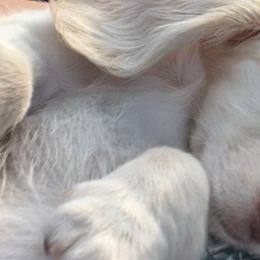 Cavapoos, Cockapoos, and Dachshunds from Little Valley Puppies