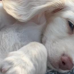 Cavapoos, Cockapoos, and Dachshunds from Little Valley Puppies
