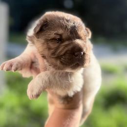 Ronald - Brown male Chinese Shar-Pei puppy in Lehigh Acres, Florida from Florida Wrinkles