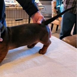 Dachshunds from Palmetto Moon Kennel