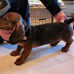 Dachshunds from Palmetto Moon Kennel