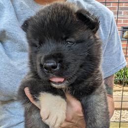 Saki's Boy 4 - Black, fawn undercoat male Akita puppy in South Carolina from Sierra Mountain Akitas