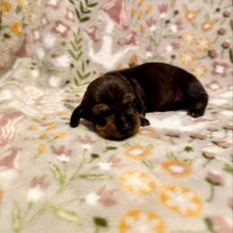 Aphrodite - Wild  boar and tan female Dachshund puppy in Nampa, Idaho from 208 Wiener Wiggle Butts LLC