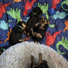 Yorkshire Terrier Puppies from The Yorkie House