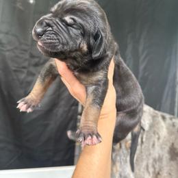 Light purple collar - Black female Great Dane puppy in Corsica, Pennsylvania from Ferguson Family Danes LLC
