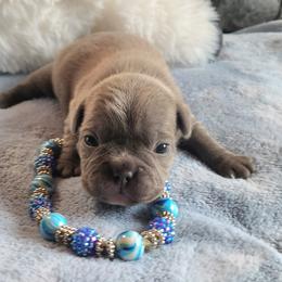 Levi - Blue male French Bulldog puppy in Camden, Michigan from Valley of the Blue Dogs
