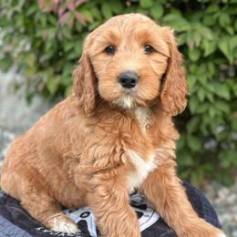 Mercedes - Red  female Goldendoodle puppy in Chelan, Washington from North Cascades Doodles