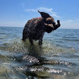 Chesapeake Bay Retriever All Grown Up from Elizabeth Robinson's Chesapeake Bay Retrievers