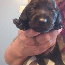Orca - Black female Dachshund puppy in Bigfork, Minnesota from Long Ears and Long Dogs Ranch