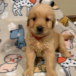 Red collar male - Golden male Golden Retriever puppy in Monticello, Iowa from Ashley’s Puppies