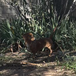 Halo - Dachshund