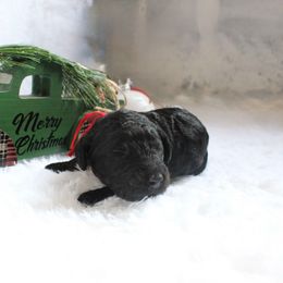 Joe - Black male Goldendoodle puppy in Arlington, Texas from Chambers Doodle Patch