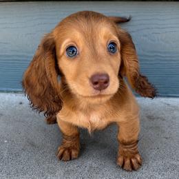 Minnie - Red female Dachshund puppy in Salem, Oregon from Longdox Mini Dachshunds