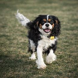 Dosi - Cavalier King Charles Spaniel