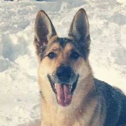 German Shepherds from Whisperingwoods