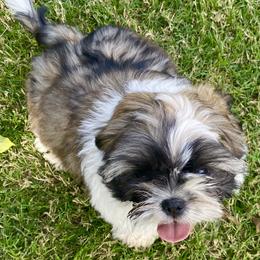 Shih Tzu Puppies from Willow Lane Shih Tzus