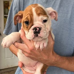Kasey - Fawn and white female Bulldog puppy in Clarinda, Iowa from Stimson Bulldogs