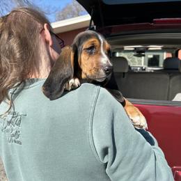 Basset Hound Puppies from Dretzka’s Blessed Basset Hounds