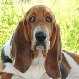 Ricky - Basset Hound