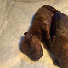 Windy - Brindle female Dachshund puppy in London, Kentucky from Kentucky Bluegrass Wirehair Dachshunds