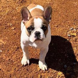 French Bulldog Puppies from Luvafrenchbulldog