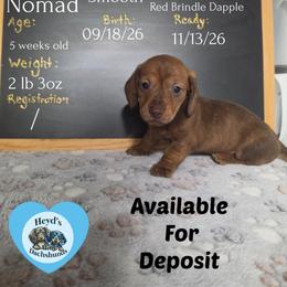 Nomad - Red male Dachshund puppy in Hoquiam, Washington from Heyd's Mini Dachshunds