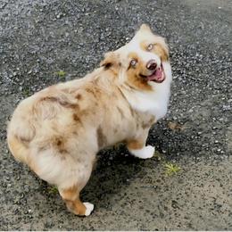 Boy 3 - male Miniature American Shepherd puppy in Pasco, Washington from ROCK CREEK LABRADORS Pasco, WA