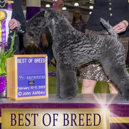 Kerry Blue Terriers from Cross the Rubicon