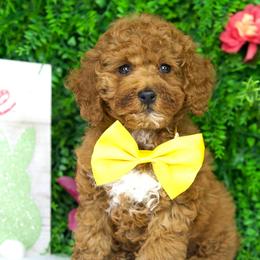 Clyde - Red  male Goldendoodle puppy in Brandon, Florida from Murphys Doodles