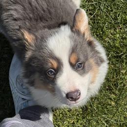 Pembroke Welsh Corgi Puppies from Sugarbush Corgis